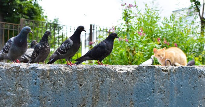 Pigeons et chats